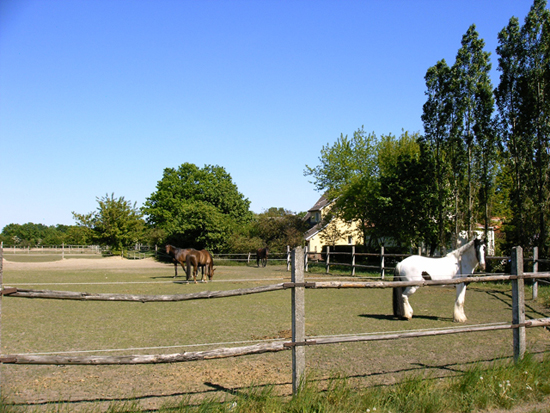 Pferdehöfe